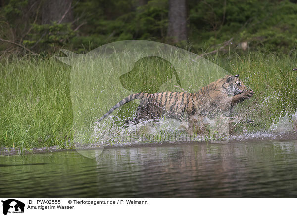 Amurtiger im Wasser / Amur Tiger in the water / PW-02555