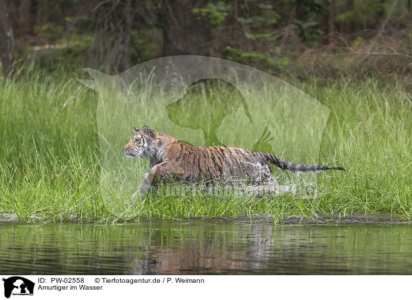 Amurtiger im Wasser / Amur Tiger in the water / PW-02558