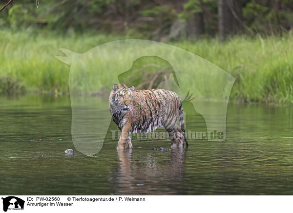 Amurtiger im Wasser / Amur Tiger in the water / PW-02560