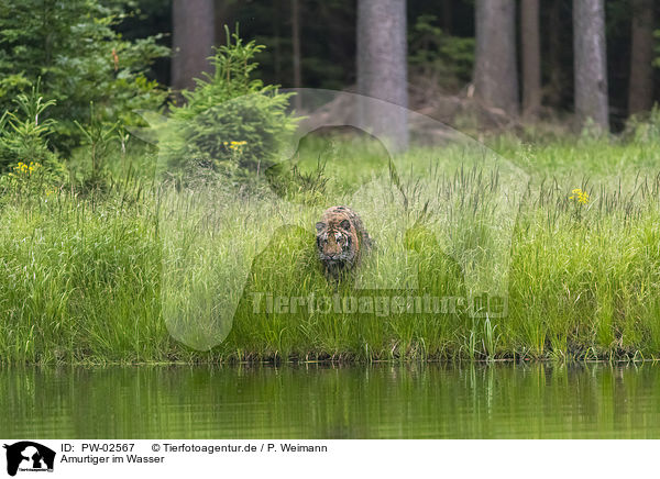 Amurtiger im Wasser / Amur Tiger in the water / PW-02567