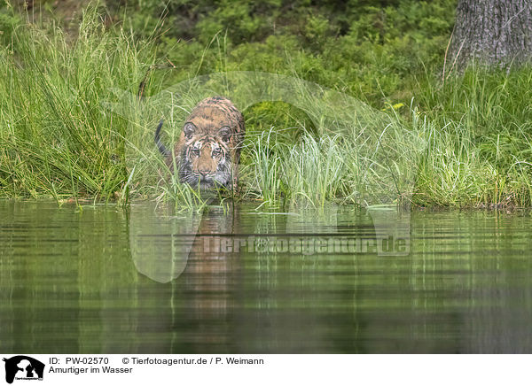 Amurtiger im Wasser / PW-02570