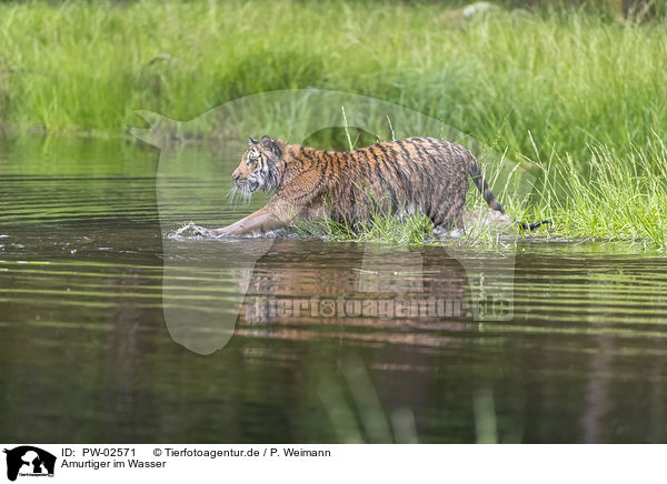 Amurtiger im Wasser / Amur Tiger in the water / PW-02571