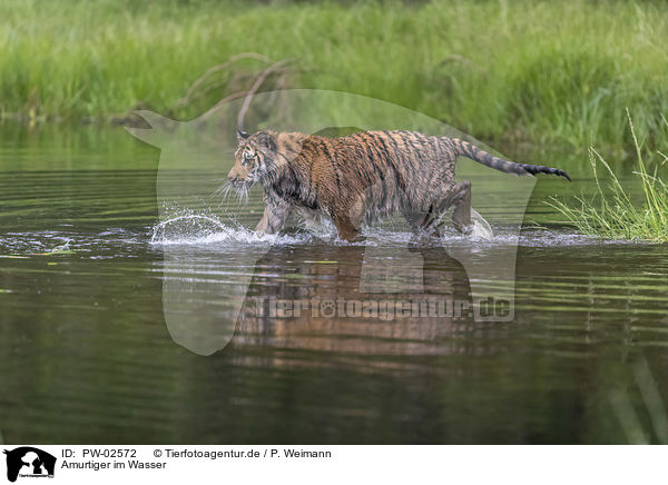 Amurtiger im Wasser / PW-02572