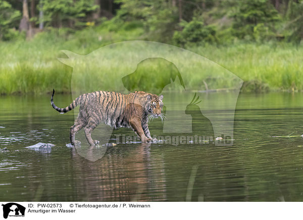 Amurtiger im Wasser / Amur Tiger in the water / PW-02573