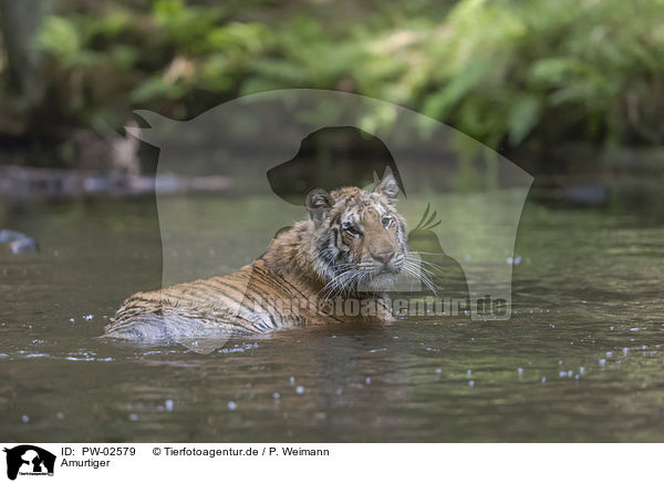 Amurtiger / Siberian Tiger / PW-02579