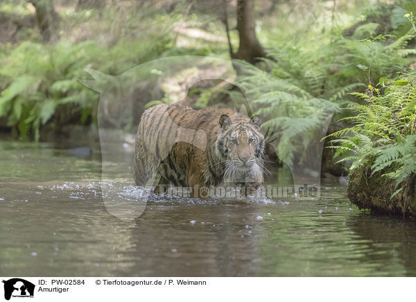 Amurtiger / Siberian Tiger / PW-02584