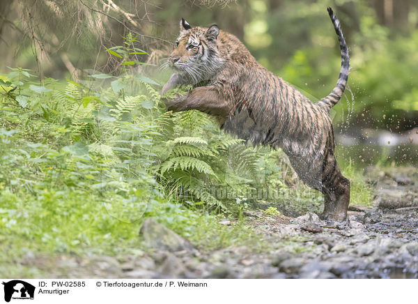 Amurtiger / Siberian Tiger / PW-02585