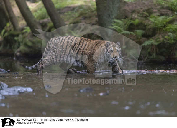 Amurtiger im Wasser / PW-02589