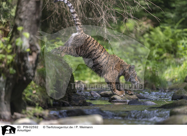 Amurtiger / Siberian Tiger / PW-02592