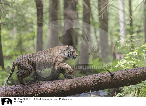 Amurtiger / Siberian Tiger / PW-02601
