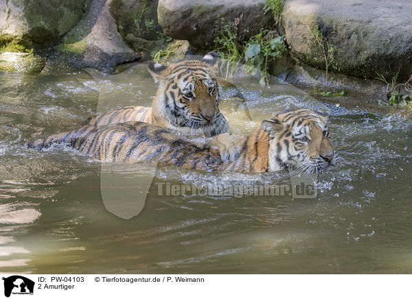 2 Amurtiger / PW-04103