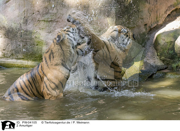 2 Amurtiger / 2 Amur tiger / PW-04105