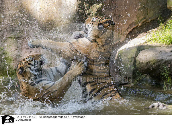 2 Amurtiger / 2 Amur tiger / PW-04112