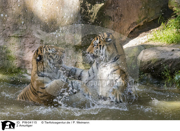 2 Amurtiger / 2 Amur tiger / PW-04115