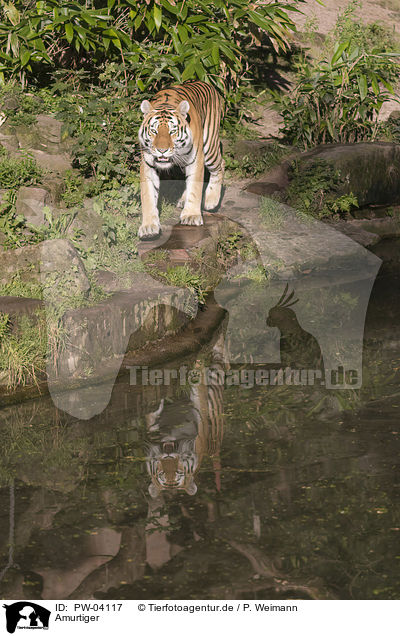 Amurtiger / Amur tiger / PW-04117