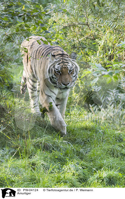 Amurtiger / Amur tiger / PW-04124
