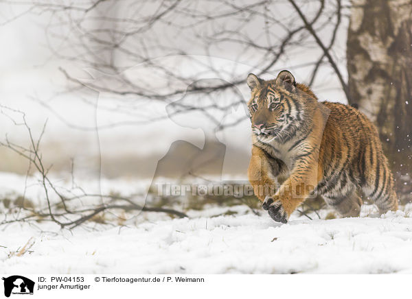 junger Amurtiger / young Amur tiger / PW-04153
