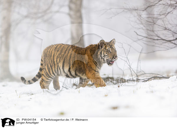 junger Amurtiger / young Amur tiger / PW-04154