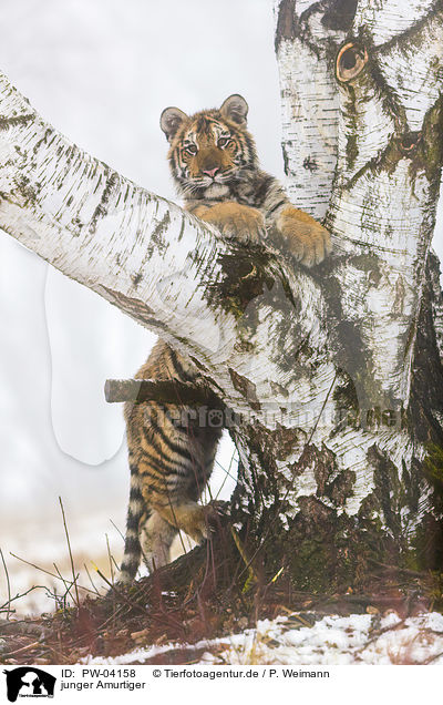 junger Amurtiger / young Amur tiger / PW-04158