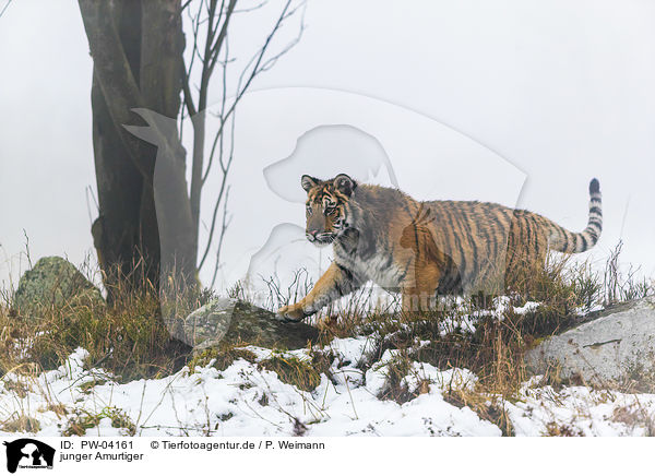 junger Amurtiger / young Amur tiger / PW-04161