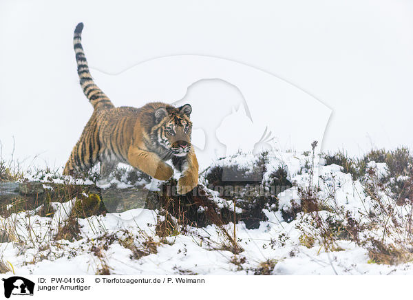 junger Amurtiger / young Amur tiger / PW-04163