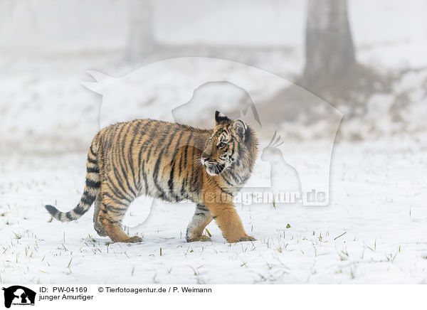 junger Amurtiger / young Amur tiger / PW-04169