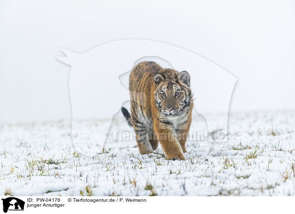 junger Amurtiger / young Amur tiger / PW-04176