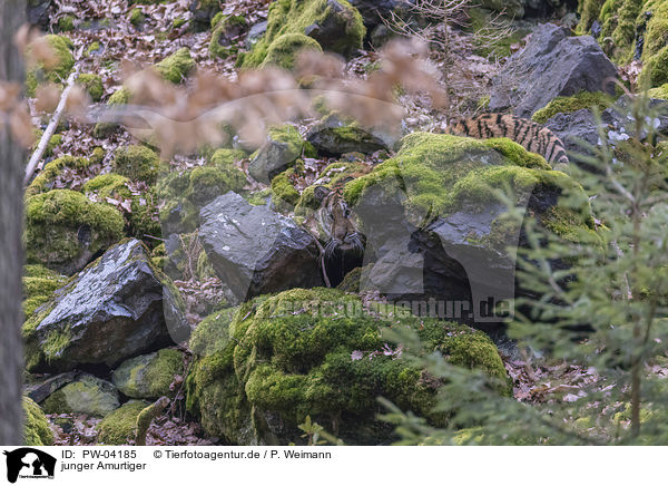 junger Amurtiger / young Amur tiger / PW-04185