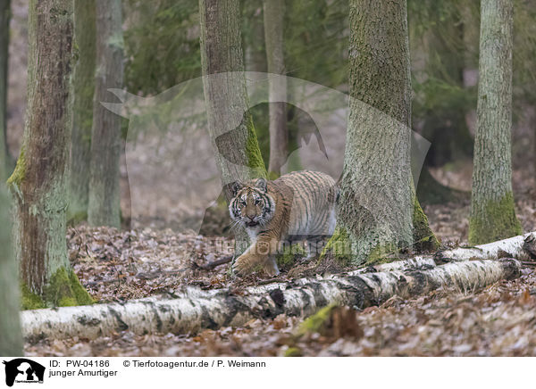 junger Amurtiger / young Amur tiger / PW-04186