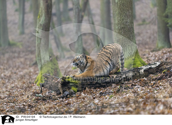 junger Amurtiger / young Amur tiger / PW-04194