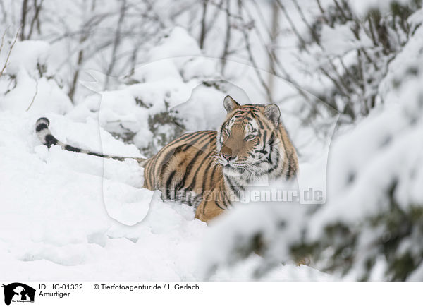 Amurtiger / Siberian Tiger / IG-01332