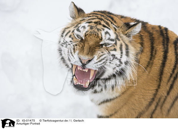 Amurtiger Portrait / Siberian Tiger portrait / IG-01475