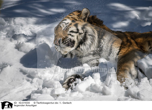 liegender Amurtiger / lying Siberian Tiger / IG-01630