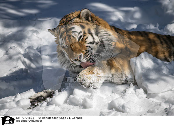 liegender Amurtiger / lying Siberian Tiger / IG-01633