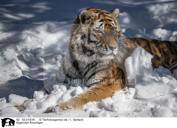 liegender Amurtiger / lying Siberian Tiger / IG-01634