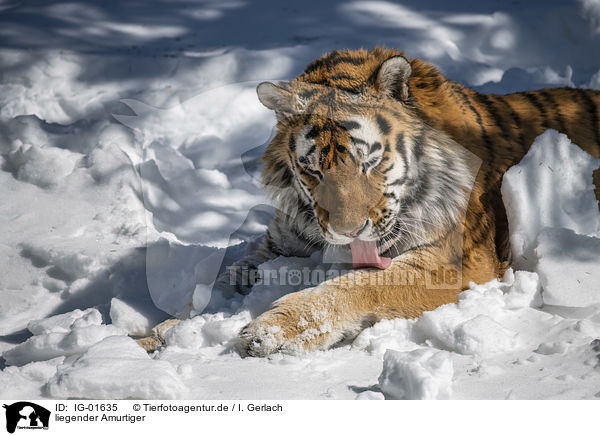 liegender Amurtiger / lying Siberian Tiger / IG-01635