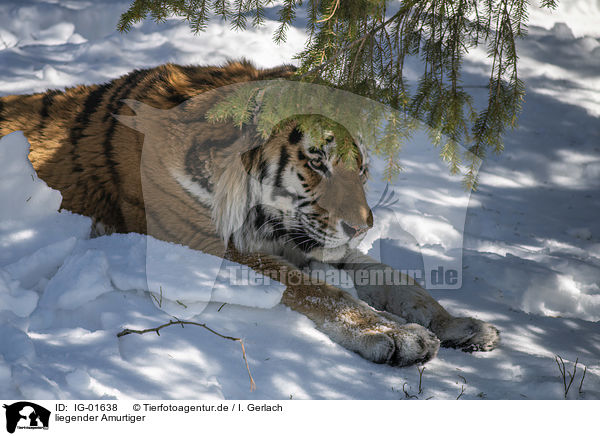 liegender Amurtiger / lying Siberian Tiger / IG-01638