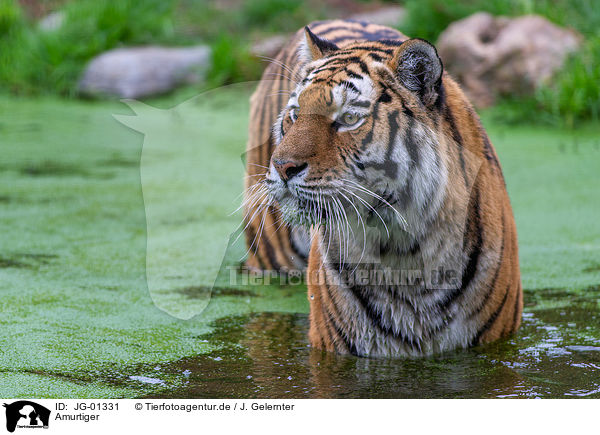 Amurtiger / Amur tiger / JG-01331