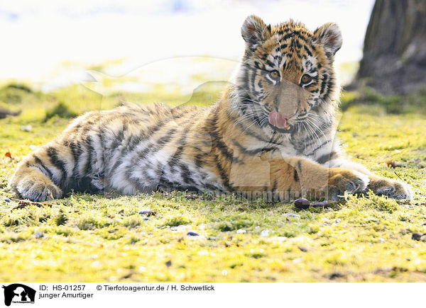 junger Amurtiger / young Siberian Tiger / HS-01257