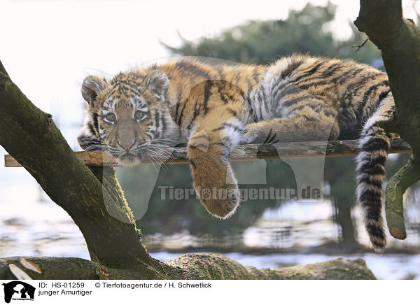 junger Amurtiger / young Siberian Tiger / HS-01259