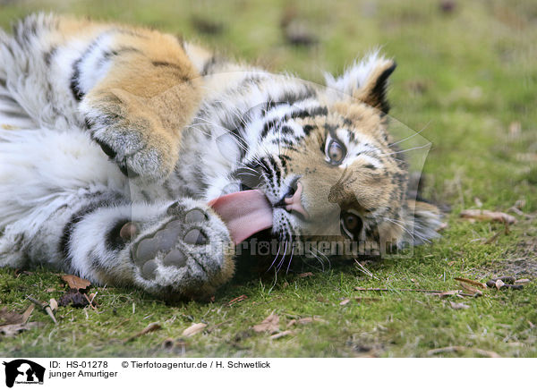 junger Amurtiger / young Siberian Tiger / HS-01278