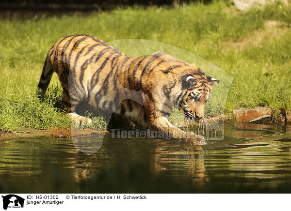 junger Amurtiger / young Siberian Tiger / HS-01302