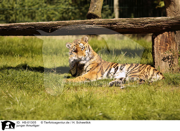 junger Amurtiger / young Siberian Tiger / HS-01305