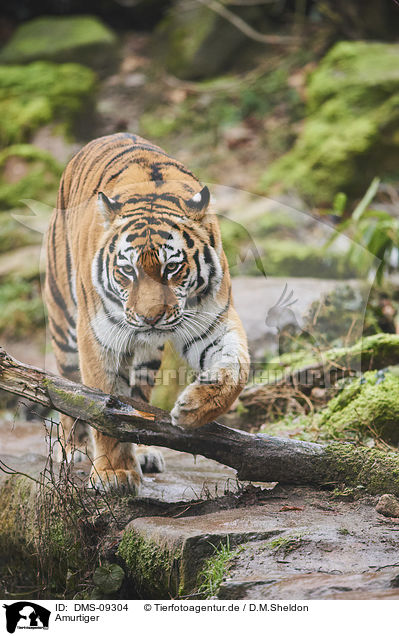 Amurtiger / Siberian tiger / DMS-09304