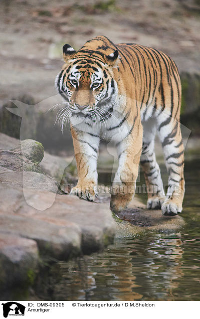Amurtiger / Siberian tiger / DMS-09305