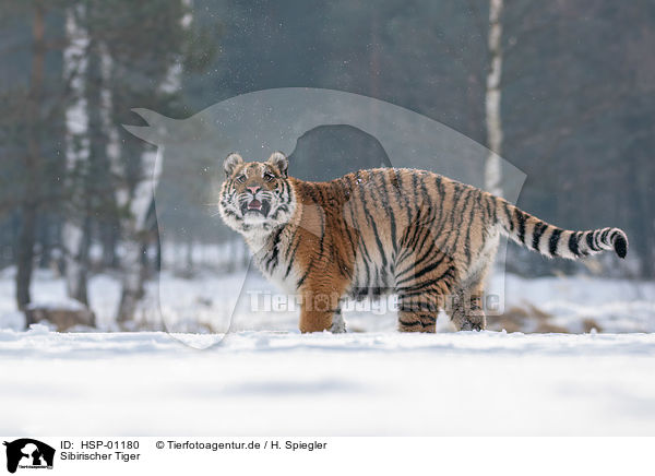 Sibirischer Tiger / HSP-01180