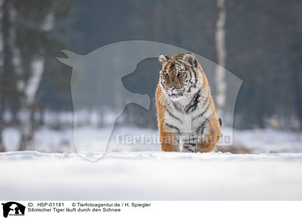Sibirischer Tiger luft durch den Schnee / HSP-01181