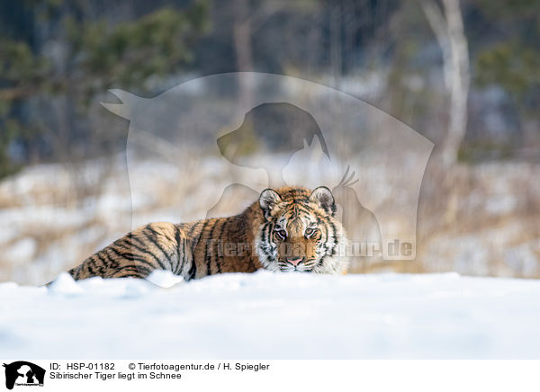 Sibirischer Tiger liegt im Schnee / HSP-01182