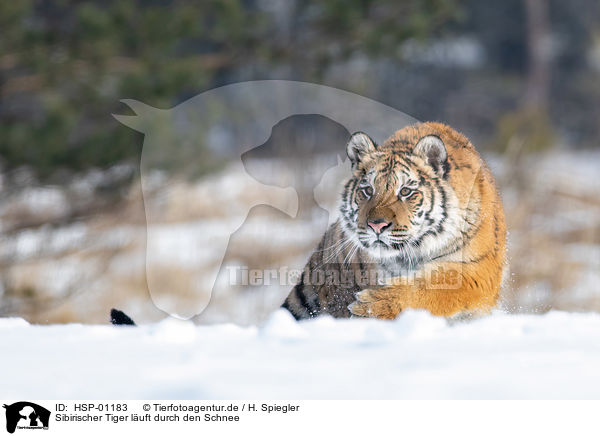 Sibirischer Tiger luft durch den Schnee / HSP-01183