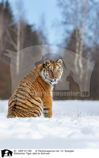 Sibirischer Tiger sitzt im Schnee / HSP-01186